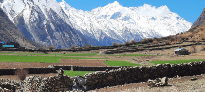 A perfect picturesque view of agriculture fields just below the Manaslu mountains range,and a monkey sitting on the stoned walls.